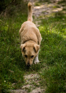 Leih-Wanderhund. „Fünf-Stunden-Spaziergang? Klar, ich komm mit!“